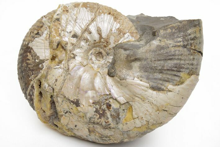 Fossil Ammonite (Rhaeboceras) - Bearpaw Shale, Montana #209702